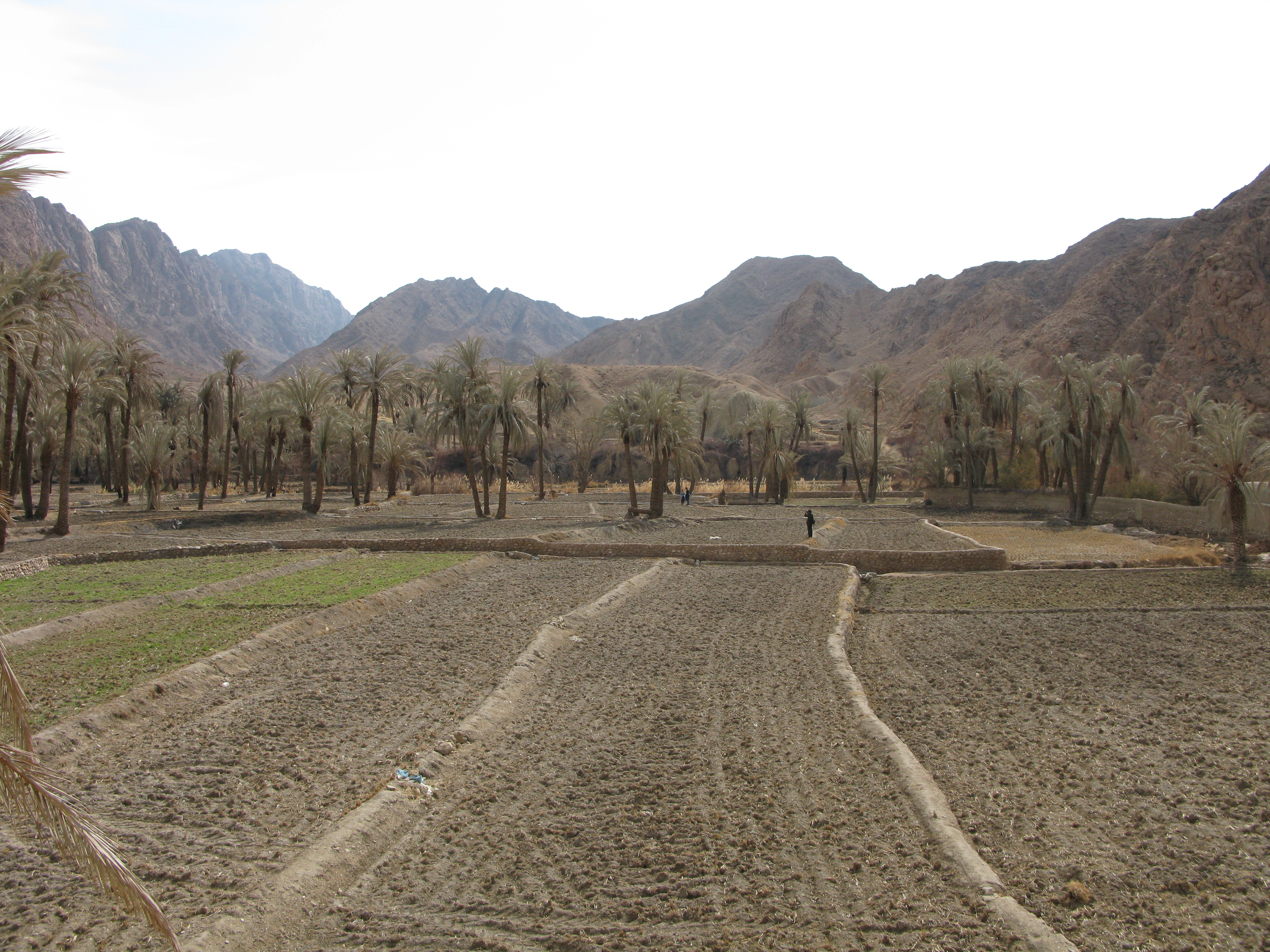 Rice field in Azmighan