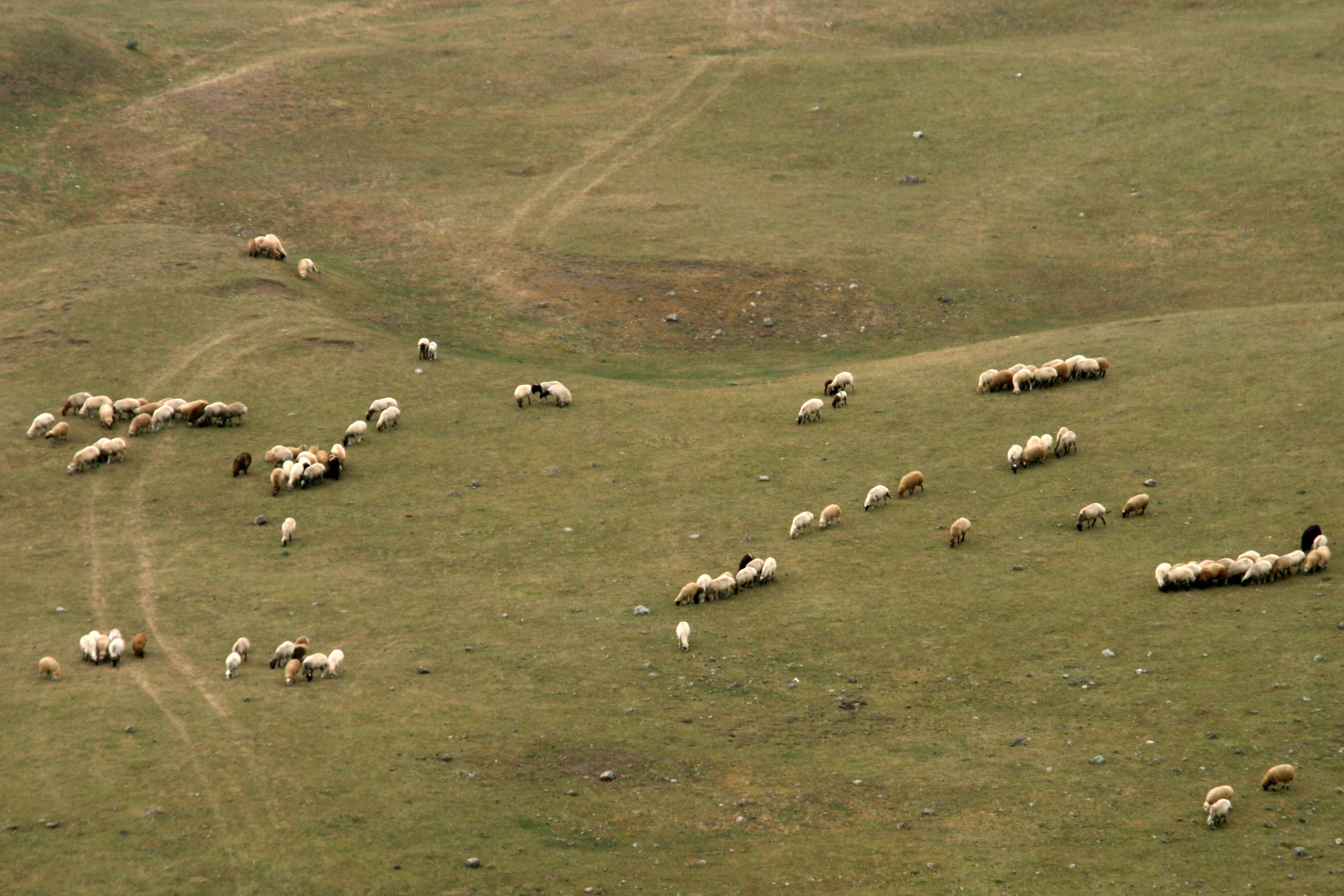 چرای گوسفندان در مراتع اطراف لمبر