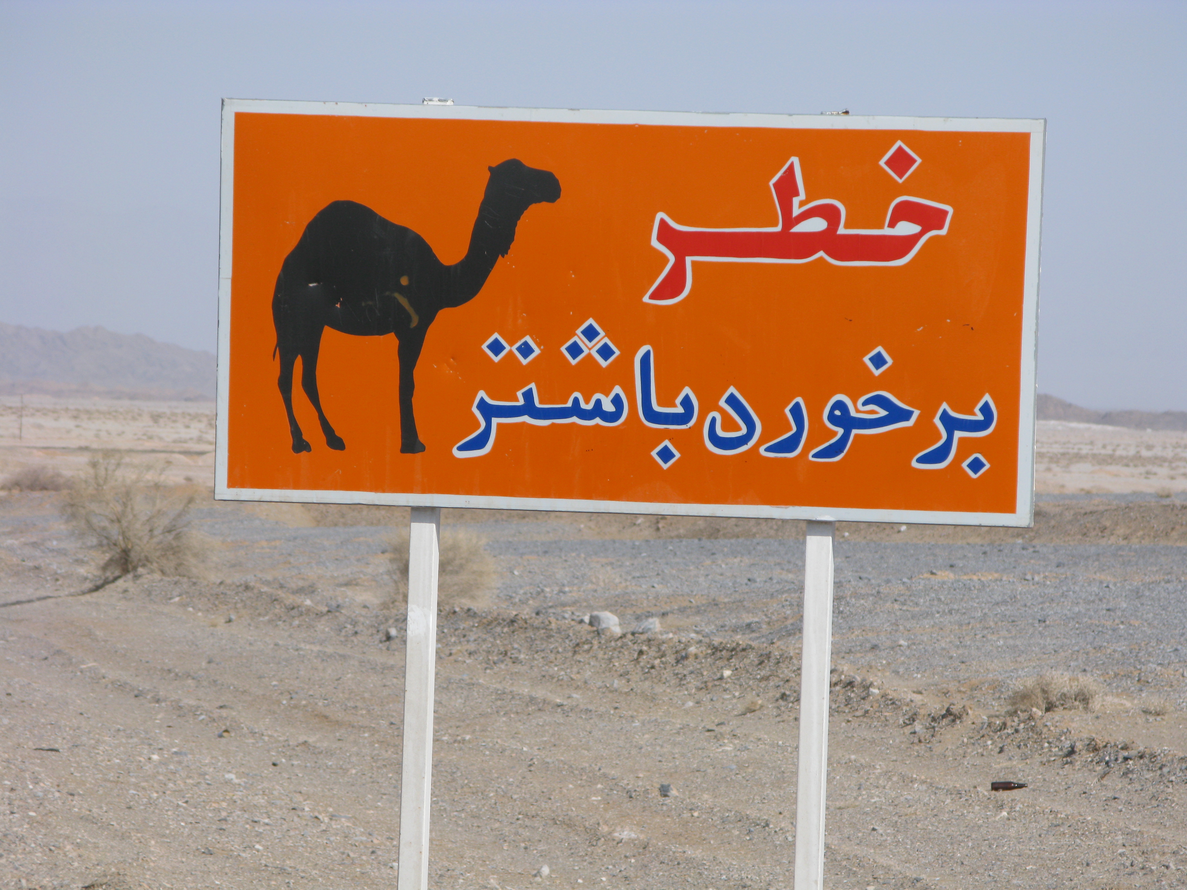 Risk of accident with camels