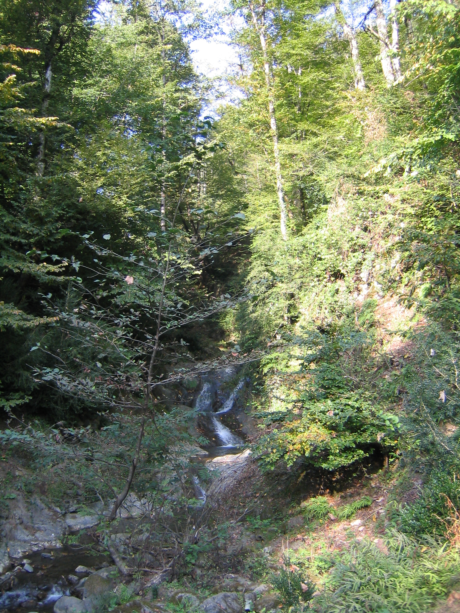 Hyrcanian Forest in Gilan 