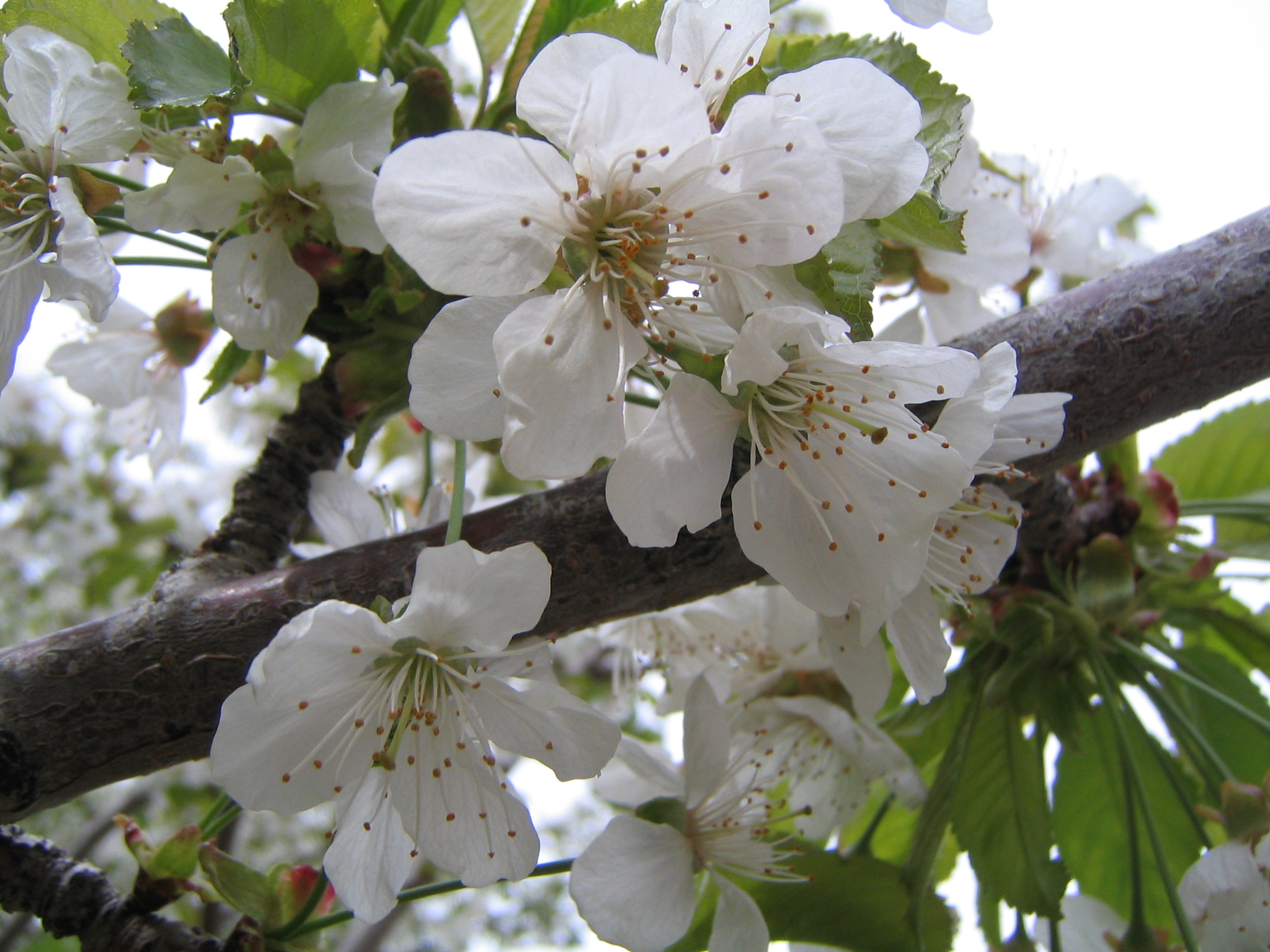شکوفه گیلاس 