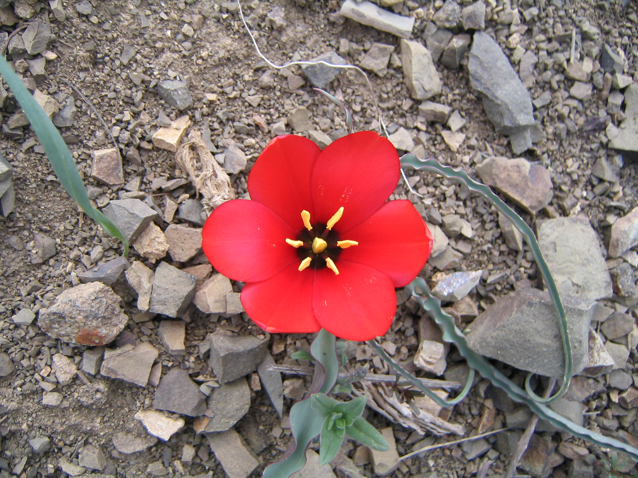 Alborz Tulip 