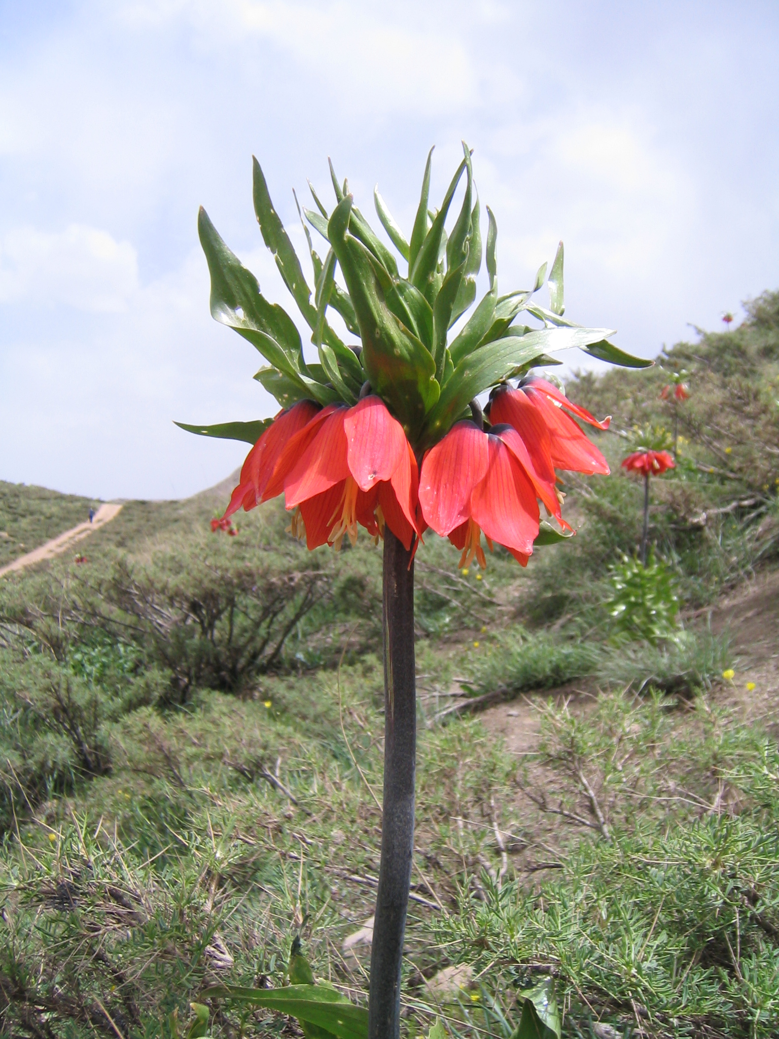 Fritillaria 
