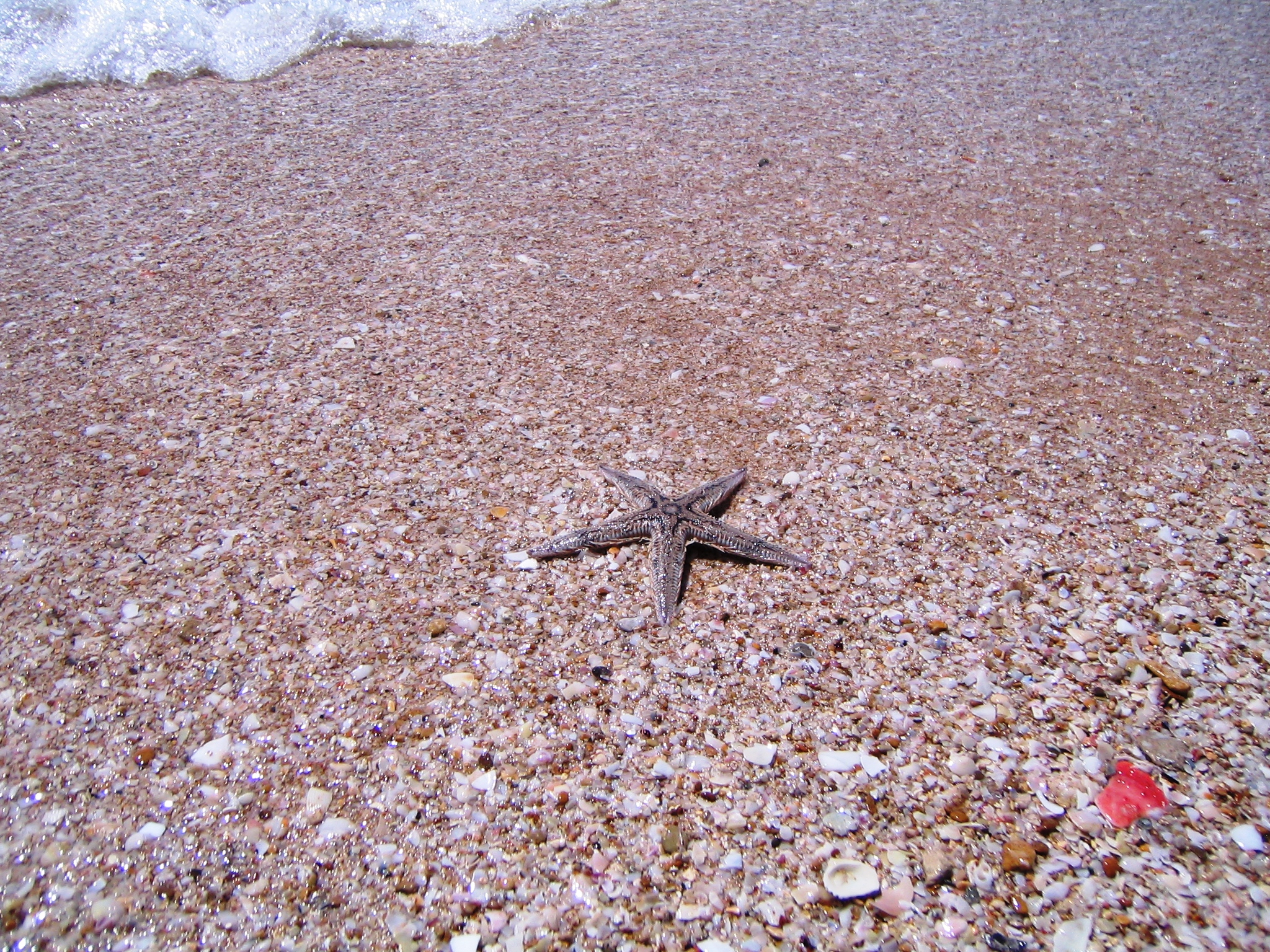 ستاره دریایی 