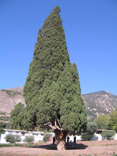 Harzevil old Cypress 