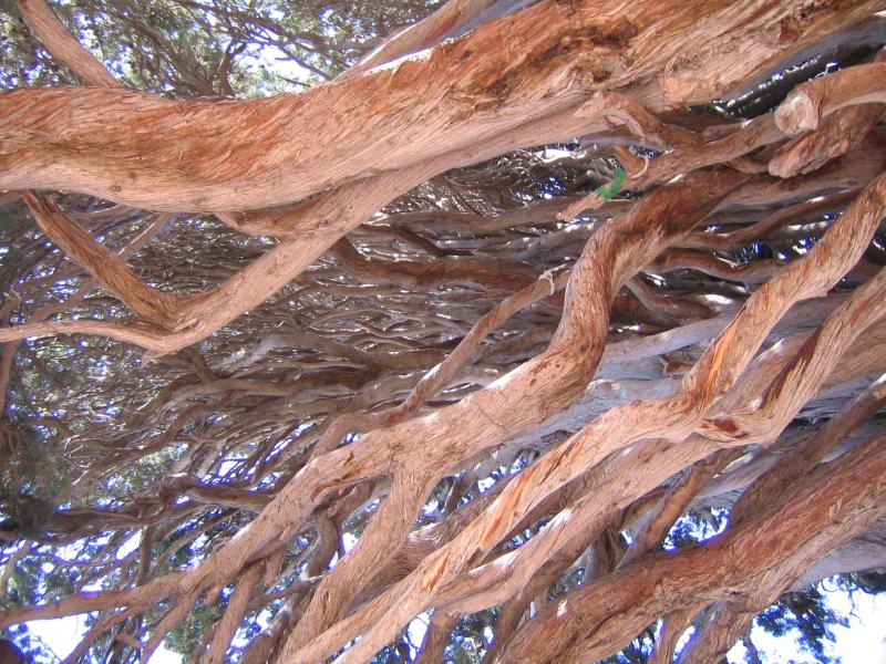 Harzevil old Cypress 