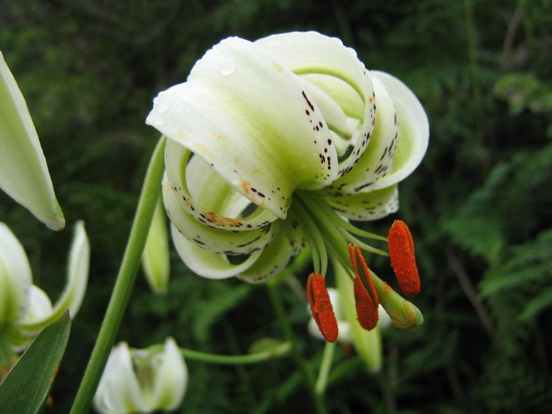 Lilium ledebourii 